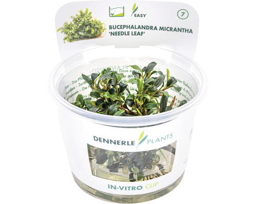 schmalblättrige Bucephalandra