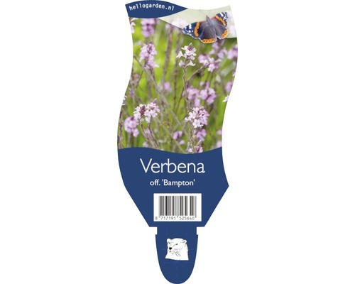 Echtes Eisenkraut FloraSelf Verbena officinalis 'Bampton' H 20-40 cm Co 5 L