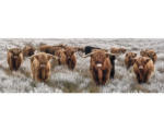 Hornbach Leinwandbild Büffel Herde 150x50 cm