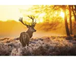 Hornbach Decopanel Golden Stag 61x91 cm