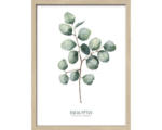 Hornbach Gerahmtes Bild Eucalyptus ll 43x33 cm