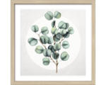 Hornbach Gerahmtes Bild Eucalyptus lll 33x33 cm