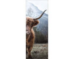 Hornbach Leinwandbild Highland Cattle 27x77 cm