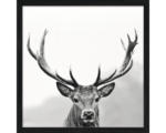 Hornbach Gerahmtes Bild Grey Deer Head llI 33x33 cm