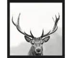 Hornbach Gerahmtes Bild Grey Deer Head llI 33x33 cm