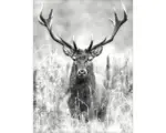 Hornbach Leinwandbild Grey Deer Head ll 57x77 cm