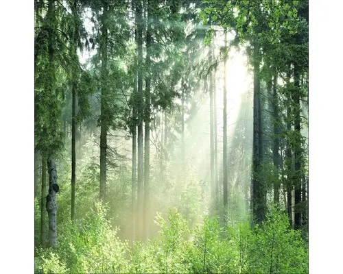 Glasbild Forest Harmony IV 20x20 cm GLA1948