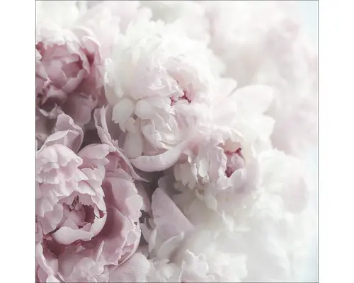 Glasbild Pfingstrosen 50x50 cm GLA2084