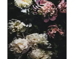 Glasbild Baroque Peonies 30x30 cm GLA2092