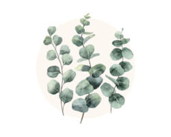 Glasbild Eucalyptus Branches l 50x50 cm GLA2096