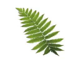 Glasbild Green Leafs III 30x30 cm GLA2098