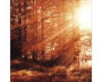 Hornbach Glasbild Autumn Forest I 30x30 cm GLA2124