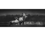 Hornbach Glasbild Herd Of Deer 30x80 cm GLA2145