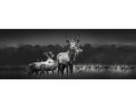 Hornbach Glasbild Herd Of Deer 50x125 cm GLA2145