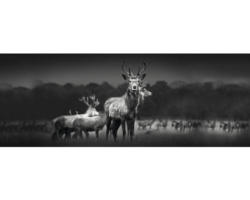 Glasbild Herd Of Deer 50x125 cm GLA2145