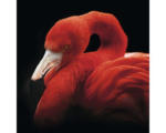 Hornbach Glasbild Sleeping Flamingo 30x30 cm GLA2146