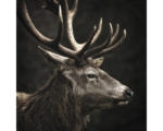 Hornbach Glasbild Brown Deer Head 30x30 cm GLA2147