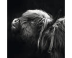 Hornbach Glasbild Highland Cattle III 30x30 cm GLA2148