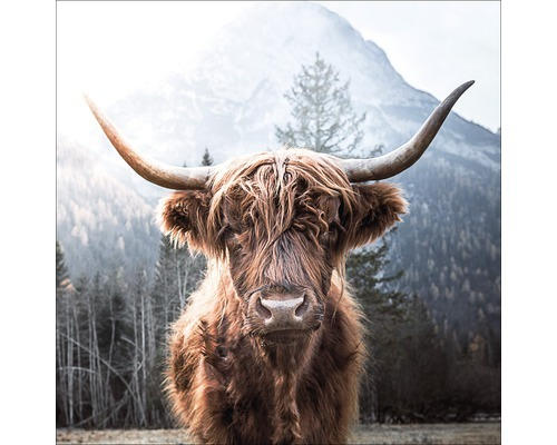 Glasbild Highland Cattle 30x30 cm