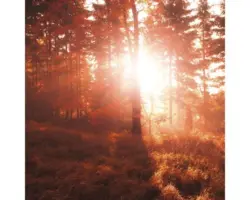 Glasbild Autumn Forest III 30x30 cm GLA2154