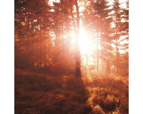 Glasbild Autumn Forest III 30x30 cm GLA2154
