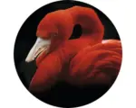 Hornbach Glasbild rund Sleeping Flamingo Ø 50 cm GLR039