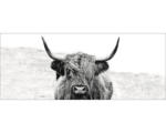 Hornbach Glasbild Scott.Highland Cattle ll 30x80 cm