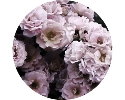 Glasbild rund Peonies III Ø 50 cm GLR030