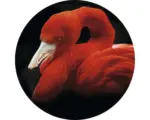 Hornbach Glasbild rund Sleeping Flamingo Ø 30 cm GLR039