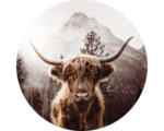 Hornbach Glasbild rund Highland Cattle Ø 30 cm