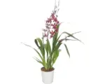 Hornbach Cambria-Orchidee FloraSelf Cambira 'Barocco' H 45-60 cm Ø 12 cm Topf 4 Rispen