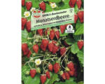 Hornbach Monatserdbeere 'Bowlenzauber' Erdbeeresamen - bis 30.04.2024
