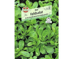 Feldsalat 'Elan' Gemüsesamen