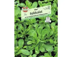 Feldsalat 'Elan' Gemüsesamen
