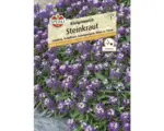 Hornbach Steinkraut 'Königsteppich' Blumensamen