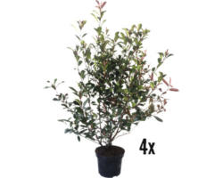 Heckenpflanze FloraSelf Glanzmispel Photinia fraseri 'Red Robin' H 120-150 cm 10 L-Topf ab 4 Stück auf Palette