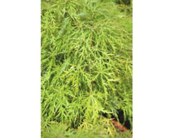 grüner Schlitzahorn FloraSelf Acer palmatum 'Dissectum Viridis' H 80-100 cm Co 10 L