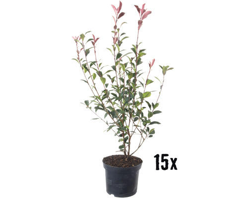 Heckenpflanze FloraSelf Glanzmispel Photinia fraseri 'Red Robin' H 80-100 cm im 5 Liter Topf ab 15 Stück auf Palette