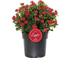 Rose "Zepeti" H ca. 30 cm Co 3,5 L Busch