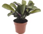 Hornbach Kamm-Marante FloraSelf Ctenanthe burle-marxii 'Amagris' H 20-30 cm Ø 12 cm Topf