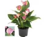 Hornbach Flamingoblume/ Anthurie FloraSelf Anthurium andreanum 'Pink' H 35-40 cm Ø 12 cm Topf