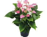 Hornbach Flamingoblume/ Anthurie FloraSelf Anthurium andreanum 'Pink' H 50-60 cm Ø 17 cm Topf