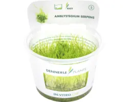 Kriechendes Stumpfdeckelmoos - Amblystegium serpens In-Vitro