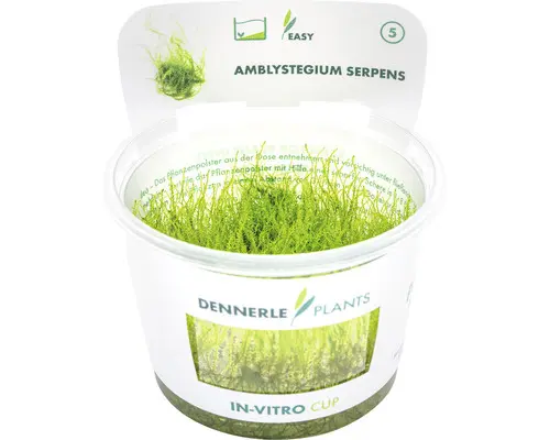 Kriechendes Stumpfdeckelmoos - Amblystegium serpens In-Vitro