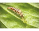 Hornbach Nützling Chrysoperla-Florfliegenlarven gegen Blattläuse, Spinnmilben, Thripse & befallsmindernd gegen Weiße Fliege, Woll- & Schmierlaus 350-500 Stk. Reg.Nr. 4282-0