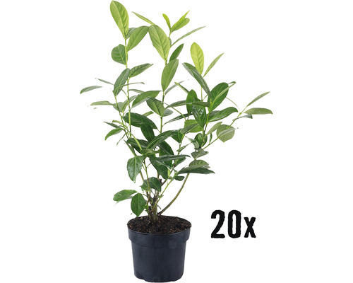Heckenpflanze Kirschlorbeer Prunus laurocerasus 'Novita' H 50-60 cm im 3 Liter Topf ab 20 Stück auf Palette