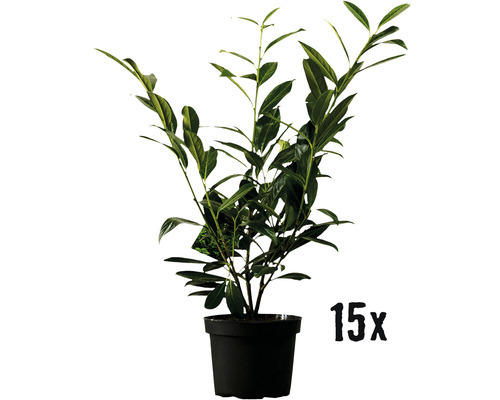 Heckenpflanze Kirschlorbeer Flora Self Prunus laurocerasus 'Caucasica' H 80-100 cm im 5 Liter Topf ab 15 Stück auf Palette