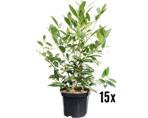 Heckenpflanze Kirschlorbeer Prunus laurocerasus 'Herbergii' H 80-100 cm im 5 Liter Topf ab 15 Stück auf Palette