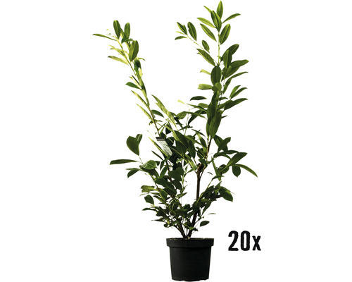 Heckenpflanze Kirschlorbeer Prunus laurocerasus 'Herbergii' H 50-60 cm im 3 Liter Topf ab 20 Stück auf Palette