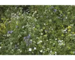 Hornbach Wildacker Kiepenkerl Wildschutzmischung WSM 3 10 kg